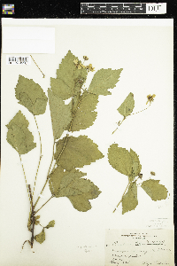 Rubus frondosus image