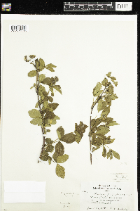 Rubus frondosus image