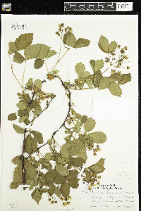 Rubus frondosus image