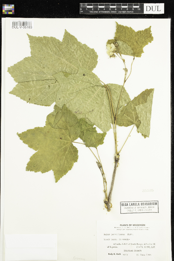 Rubus parviflorus image