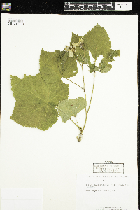 Rubus parviflorus image