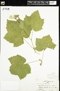 Rubus parviflorus image