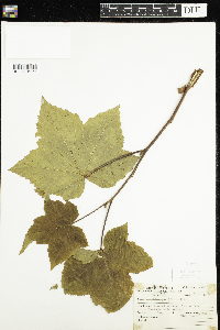 Rubus parviflorus image