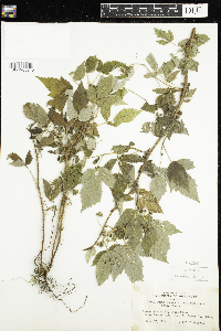 Rubus idaeus var. strigosus image