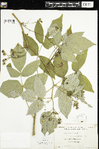 Rubus idaeus image