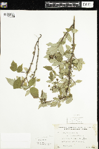 Rubus idaeus image