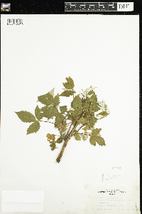 Rubus idaeus var. strigosus image