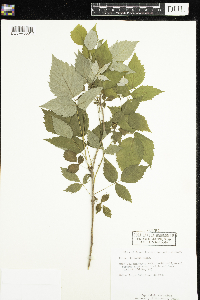 Rubus idaeus var. strigosus image