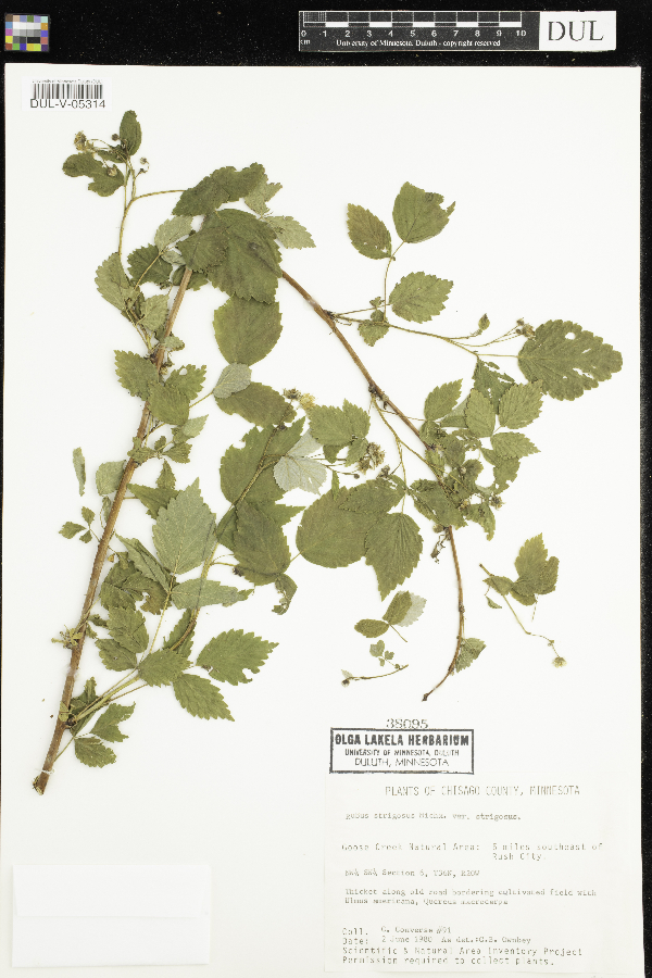 Rubus idaeus subsp. strigosus image