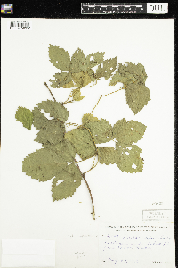 Image of Rubus enslenii
