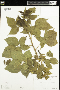 Rubus wisconsinensis image