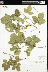 Rubus enslenii image