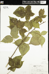 Rubus wisconsinensis image