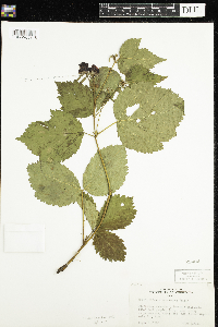 Rubus wisconsinensis image