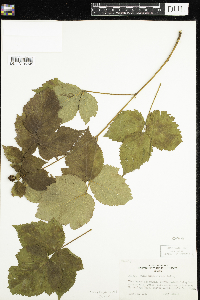 Rubus wisconsinensis image