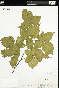 Rubus wisconsinensis image