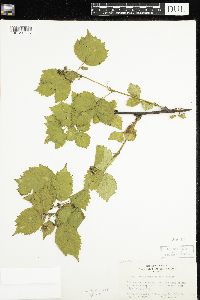 Rubus wisconsinensis image