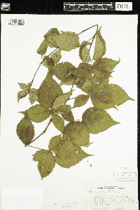 Rubus wisconsinensis image