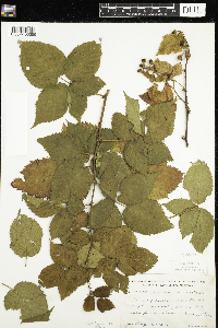 Rubus frondosus image