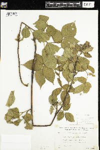 Rubus wisconsinensis image