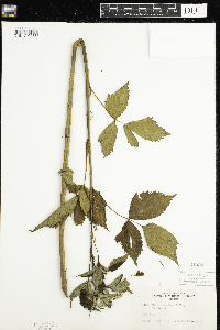 Rubus acridens image