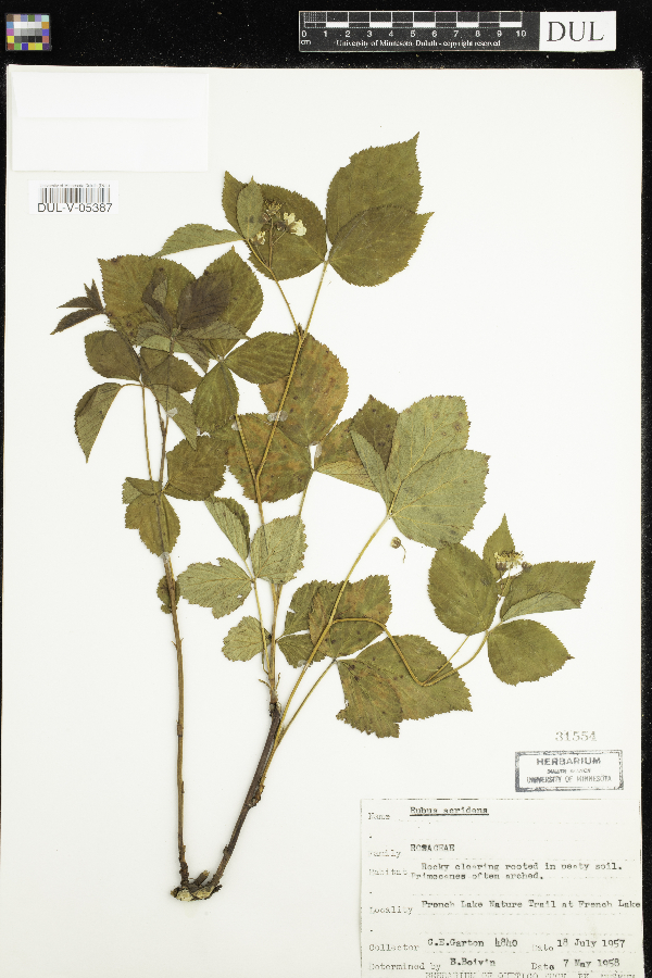 Rubus acridens image