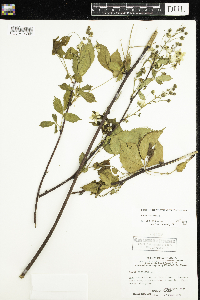 Rubus canadensis image