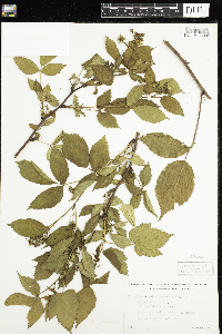 Rubus canadensis image