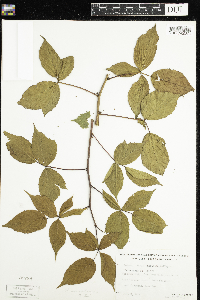 Rubus canadensis image