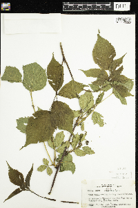 Rubus canadensis image