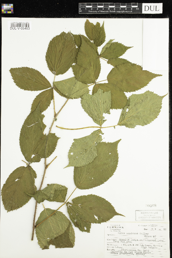 Rubus acridens image