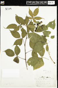 Rubus canadensis image