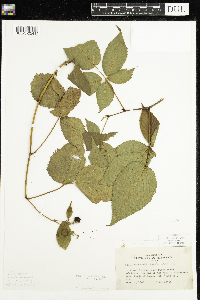 Rubus canadensis image