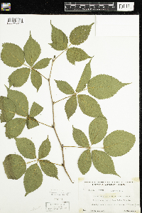 Rubus canadensis image