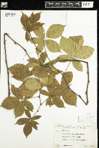 Rubus canadensis image