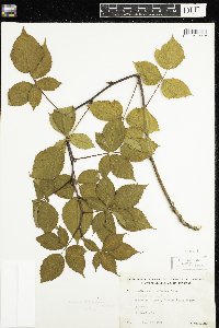 Rubus canadensis image