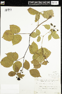 Rubus canadensis image