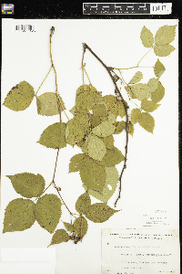 Rubus canadensis image