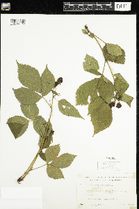 Rubus canadensis image