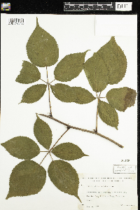 Rubus canadensis image