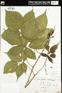 Rubus canadensis image