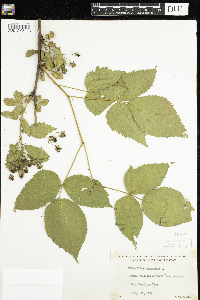 Rubus canadensis image