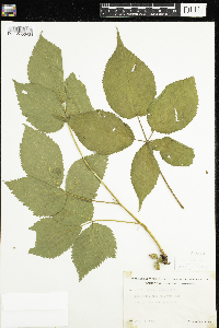 Rubus canadensis image