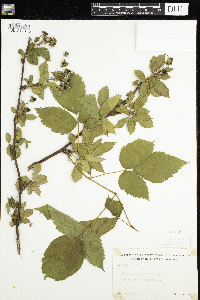 Rubus canadensis image