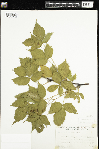 Rubus canadensis image