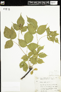 Rubus canadensis image