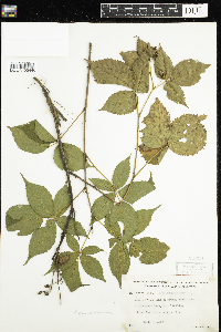 Rubus canadensis image