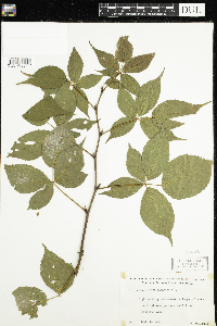 Rubus canadensis image