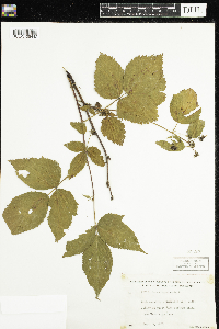 Rubus canadensis image