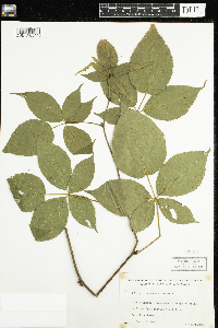 Rubus canadensis image